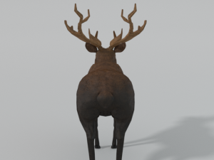moose 3D मॉडल