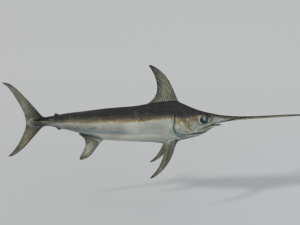 swordfish 3D Model