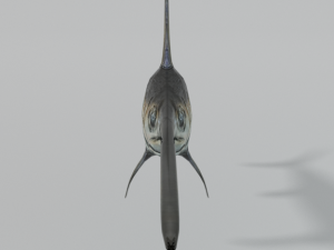 swordfish 3D Model