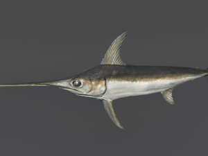 swordfish 3D Model