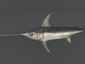 swordfish 3D Model