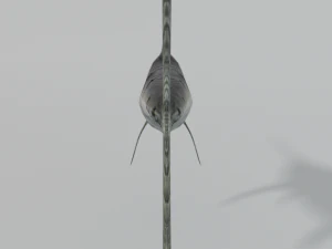 swordfish 3D Model