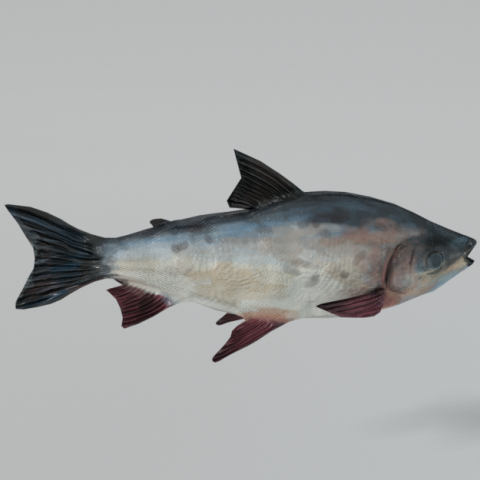 bocachico 3D Model .c4d .max .obj .3ds .fbx .stl .blend 