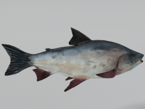 bocachico 3D Model