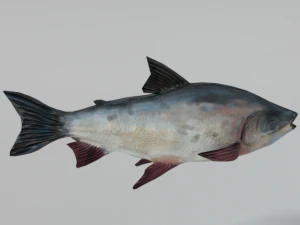 Бокачико 3D Модель