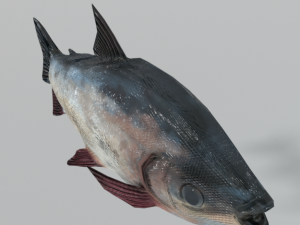 bocachico 3D Model