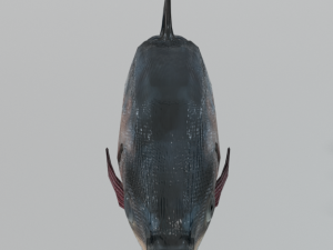 bocachico 3D Model