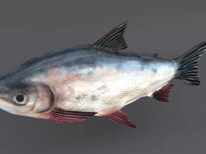 bocachico 3D Model