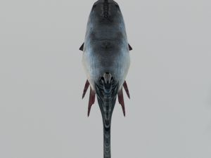 bocachico 3D Model