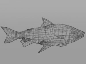 bocachico 3D Model