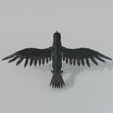 crow bird Modèle 3D .c4d .max .obj .3ds .fbx .stl .blend 