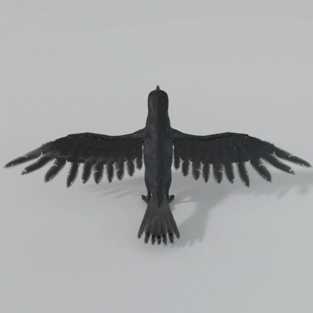 crow bird 3D Model .c4d .max .obj .3ds .fbx .stl .blend 