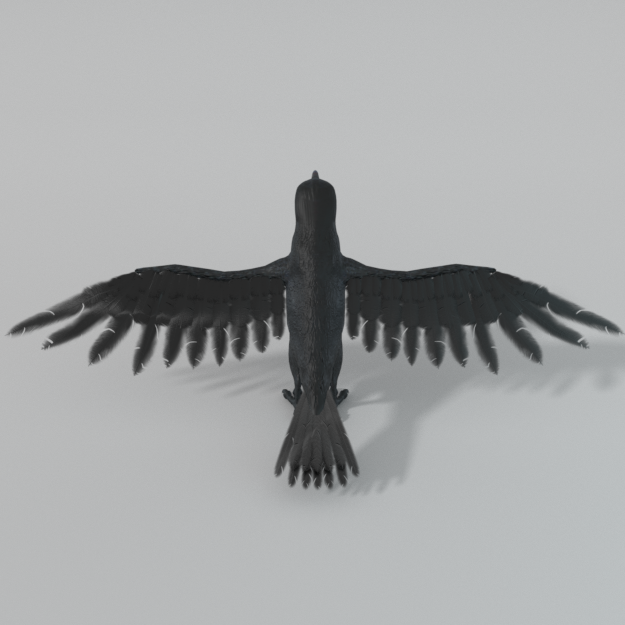Crow Bird 3d Model In Bird 3dexport