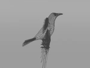 crow bird 3D Model