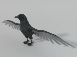 crow bird 3D Model