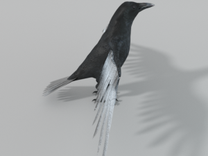 crow bird Modèle 3D