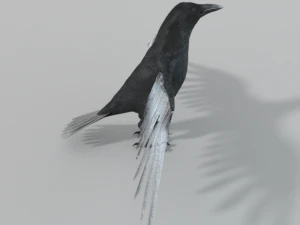 crow bird 3D Model