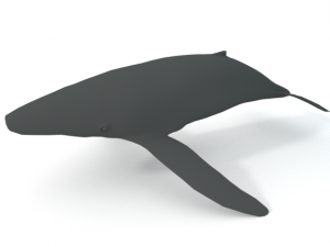 whale 3D 모델