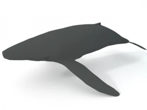 whale 3D Model