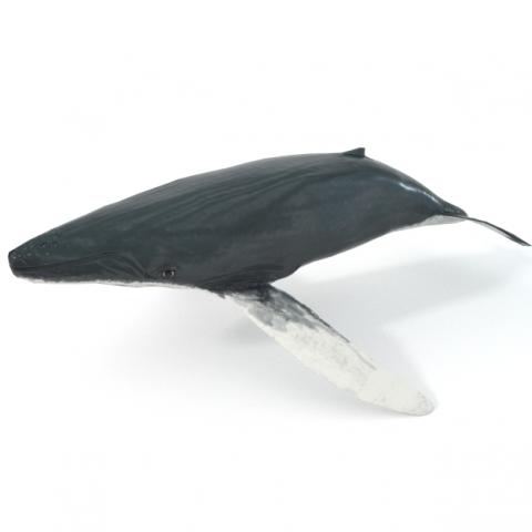 whale 3D 모델 .c4d .max .obj .3ds .fbx .stl .blend 