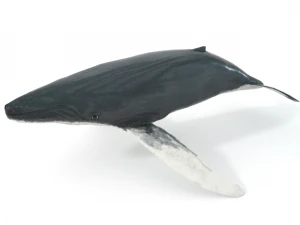 whale 3D Model