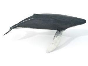 whale 3D 모델