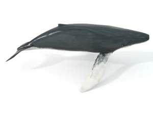 whale 3D Model