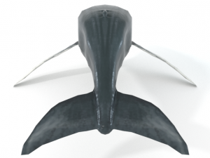 whale 3D 모델