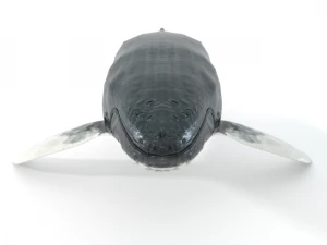 whale 3D Model