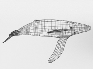 whale 3D 모델