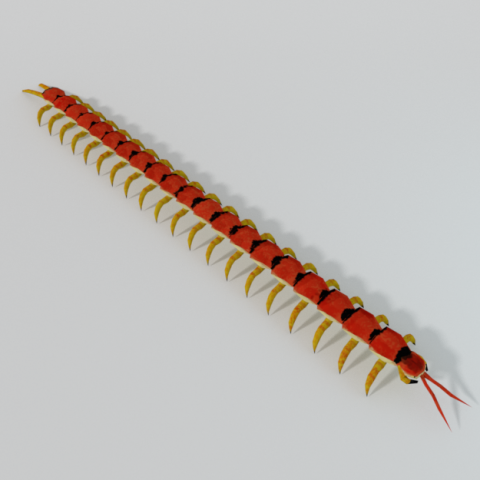 scolopendra Modèle 3D .c4d .max .obj .3ds .fbx .stl .blend 