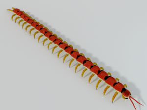 scolopendra 3D Model