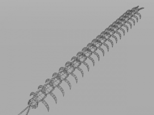 scolopendra Modèle 3D