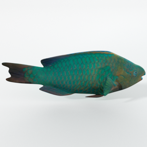 rainbow parrotfish 3D Модель .c4d .max .obj .3ds .fbx .stl .blend 