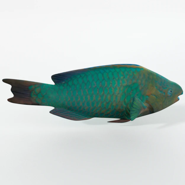 rainbow parrotfish 3D Model .c4d .max .obj .3ds .fbx .stl .blend