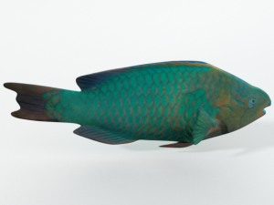 rainbow parrotfish 3D Model