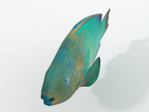 rainbow parrotfish 3D Модель