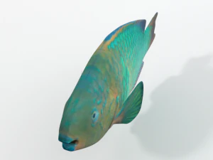 rainbow parrotfish 3D Model