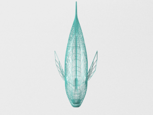 rainbow parrotfish 3D Модель