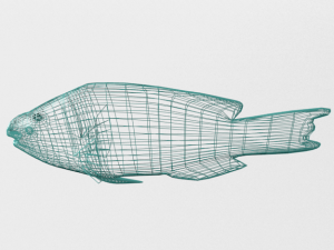 rainbow parrotfish 3D Модель