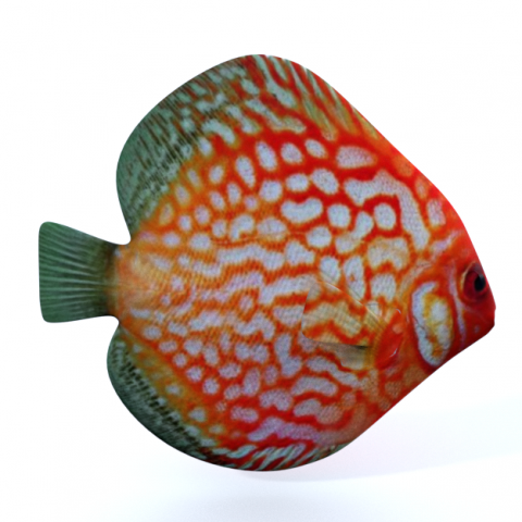 disco fish 3D Model .c4d .max .obj .3ds .fbx .stl .blend 