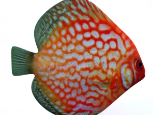 peixe discoteca Modelo 3D