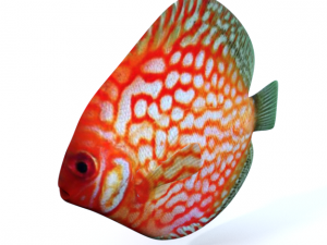 disco fish 3D Model