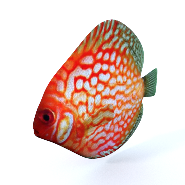 Большая рыбка на 3. Диско рыба. Рыбка 3д модель. Диско Стю рыбки. Free animated Hi res 3d model Fish.