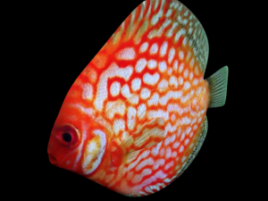 disco fish 3D Model
