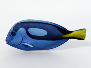 surgeonfish 3D Model