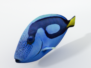 surgeonfish Modelo 3D