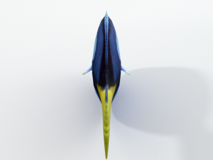 surgeonfish Modelo 3D