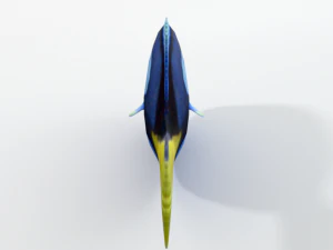 surgeonfish 3D Model