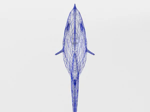 surgeonfish 3D Model